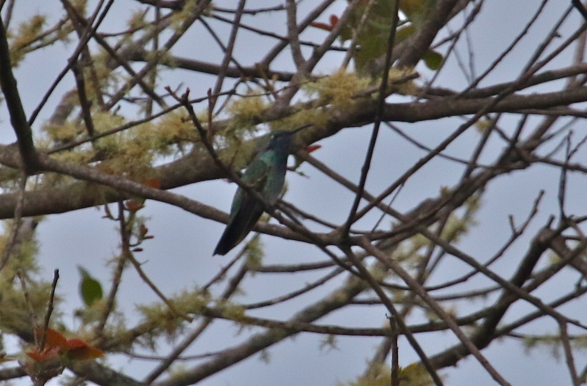 White-vented Violetear - ML121337661