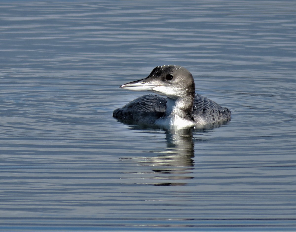 Common Loon - Robin Wolcott