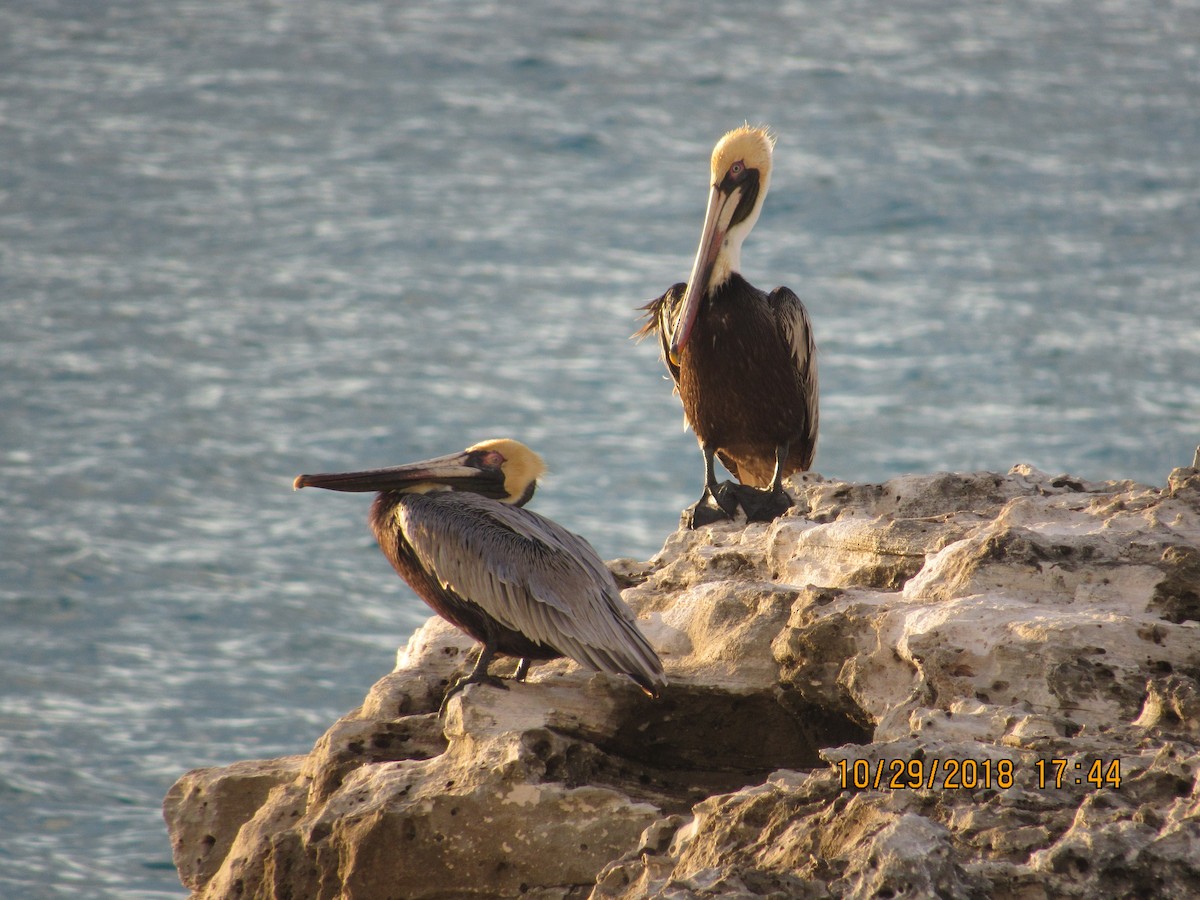 Brown Pelican - Vivian F. Moultrie