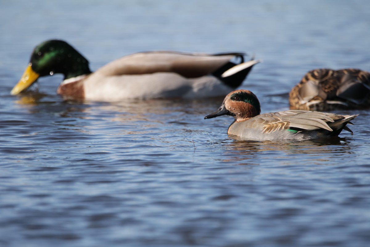 Green-winged Teal - Joanna Watson