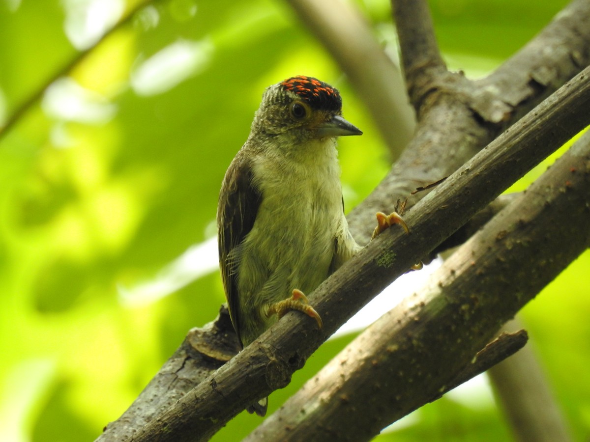 Plain-breasted Piculet - Luis Rodriguez