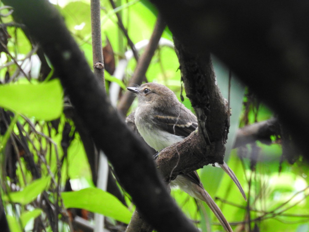 Fuscous Flycatcher - Luis Rodriguez