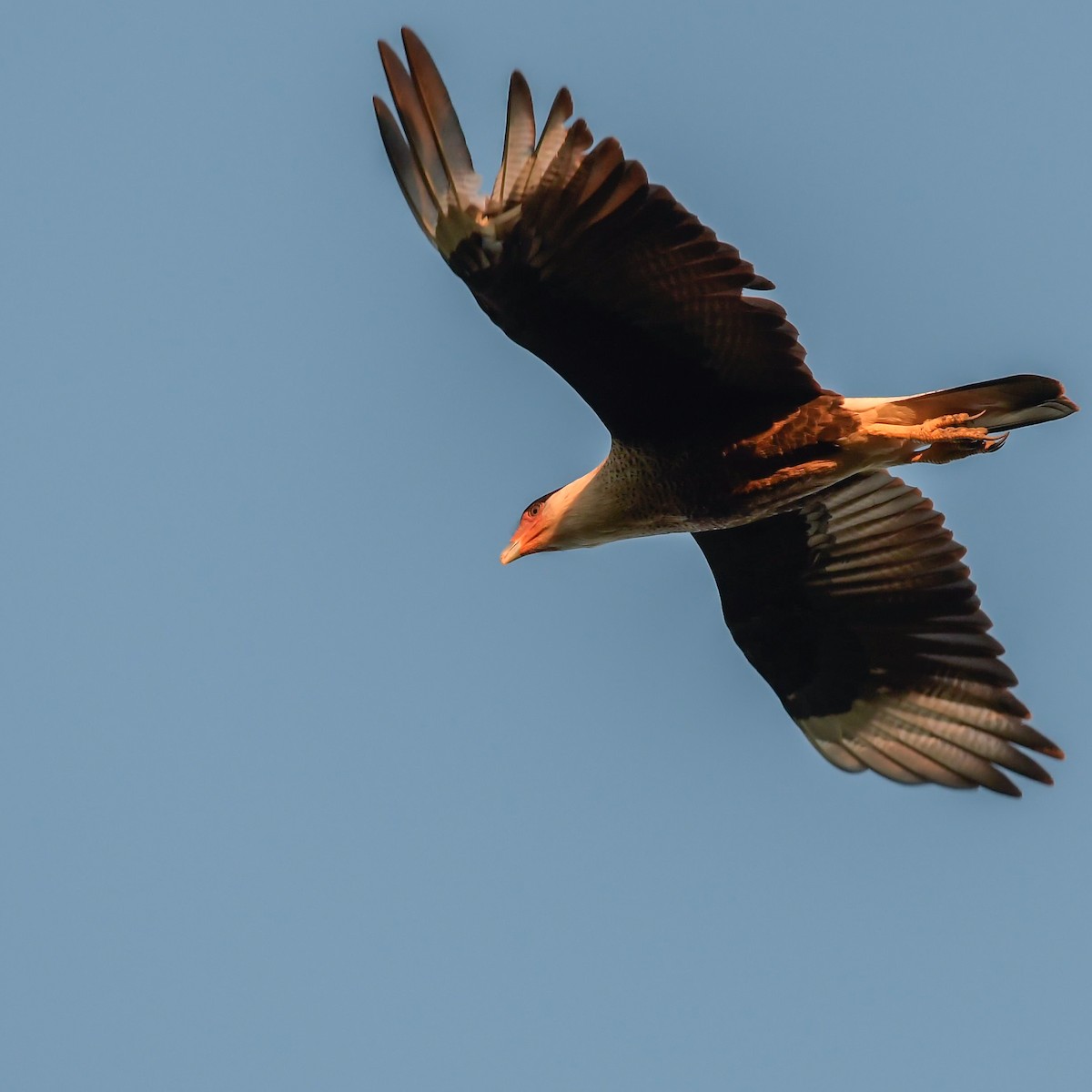 Crested Caracara (Northern) - Mike Stewart