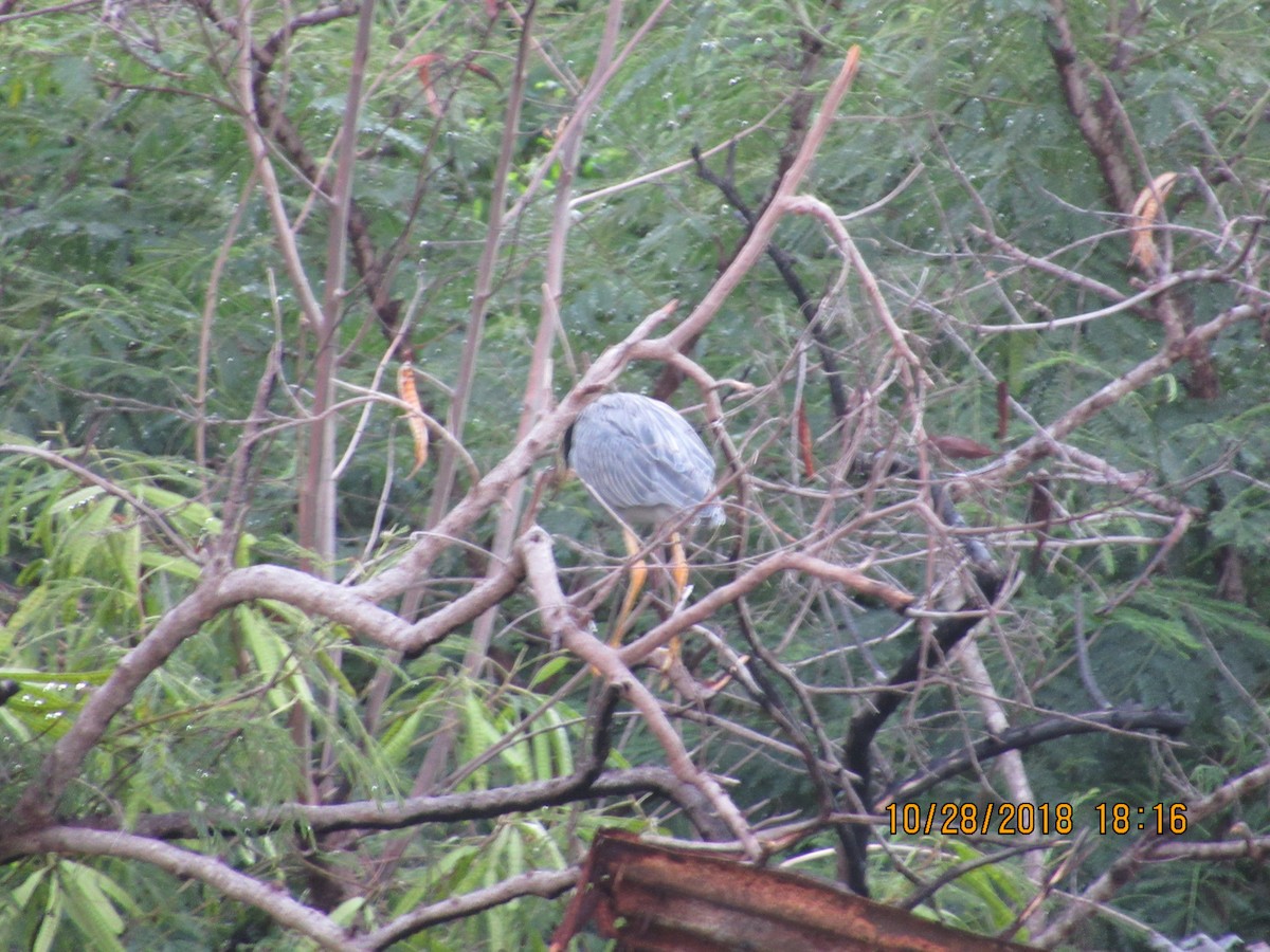 Yellow-crowned Night Heron - ML121342901