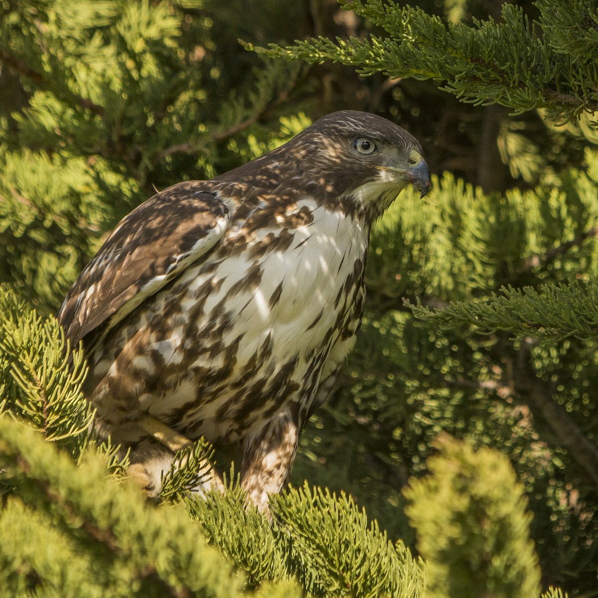 Rufous-tailed Hawk - ML121343161