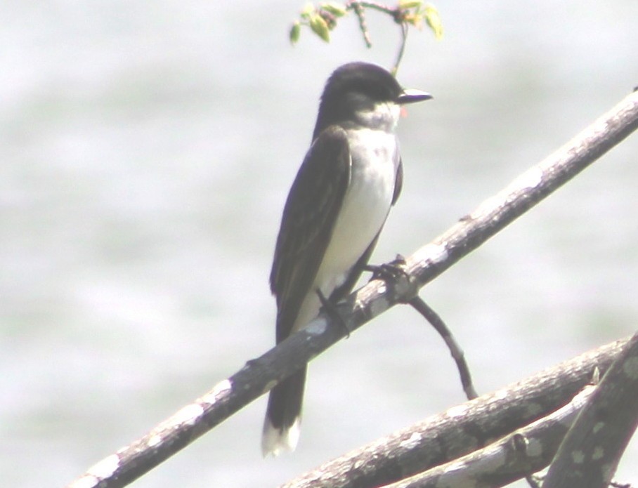 Eastern Kingbird - ML121343531