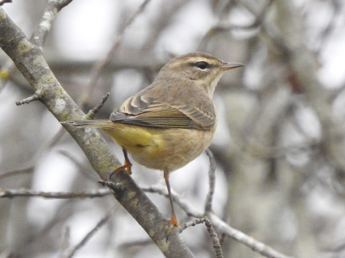 Palm Warbler - ML121344081