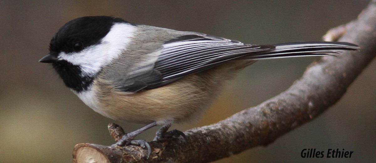 Black-capped Chickadee - Gilles Ethier