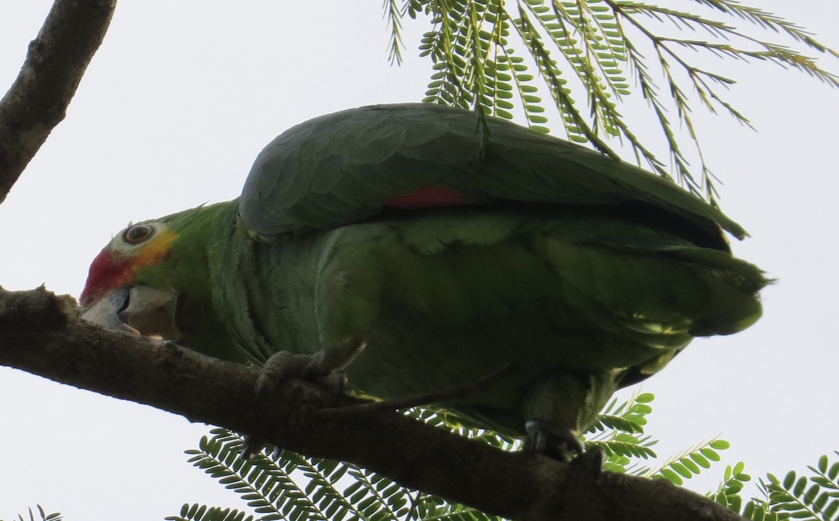 Red-lored Parrot - Fiona Sellar