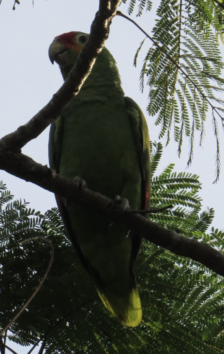 Red-lored Parrot - Fiona Sellar