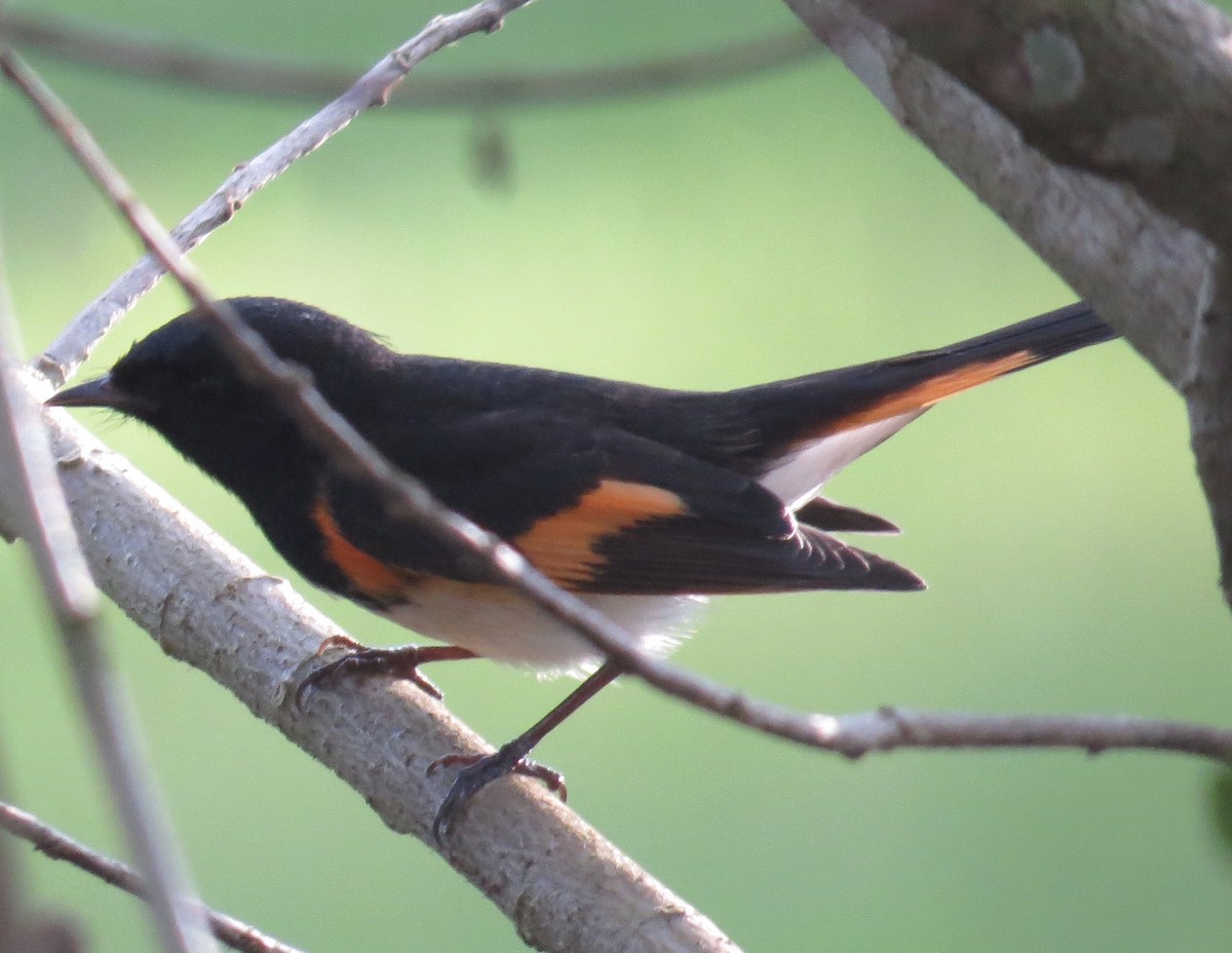 American Redstart - ML121345771