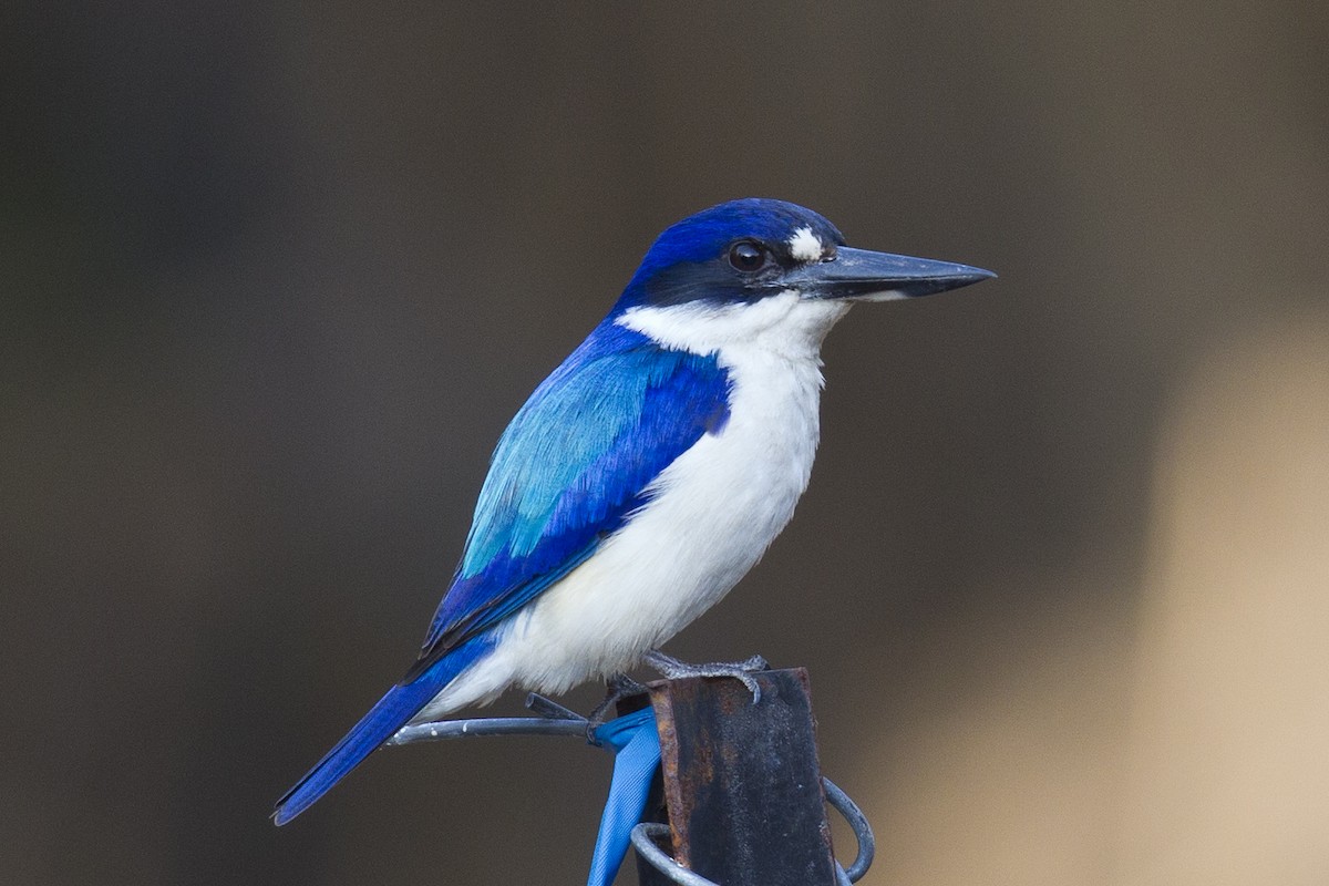 Forest Kingfisher - Mat Gilfedder