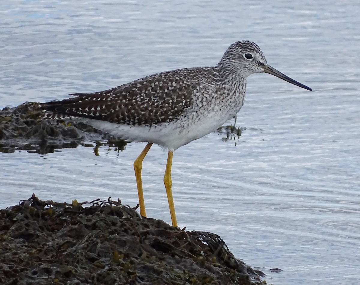 Greater Yellowlegs - ML121348301