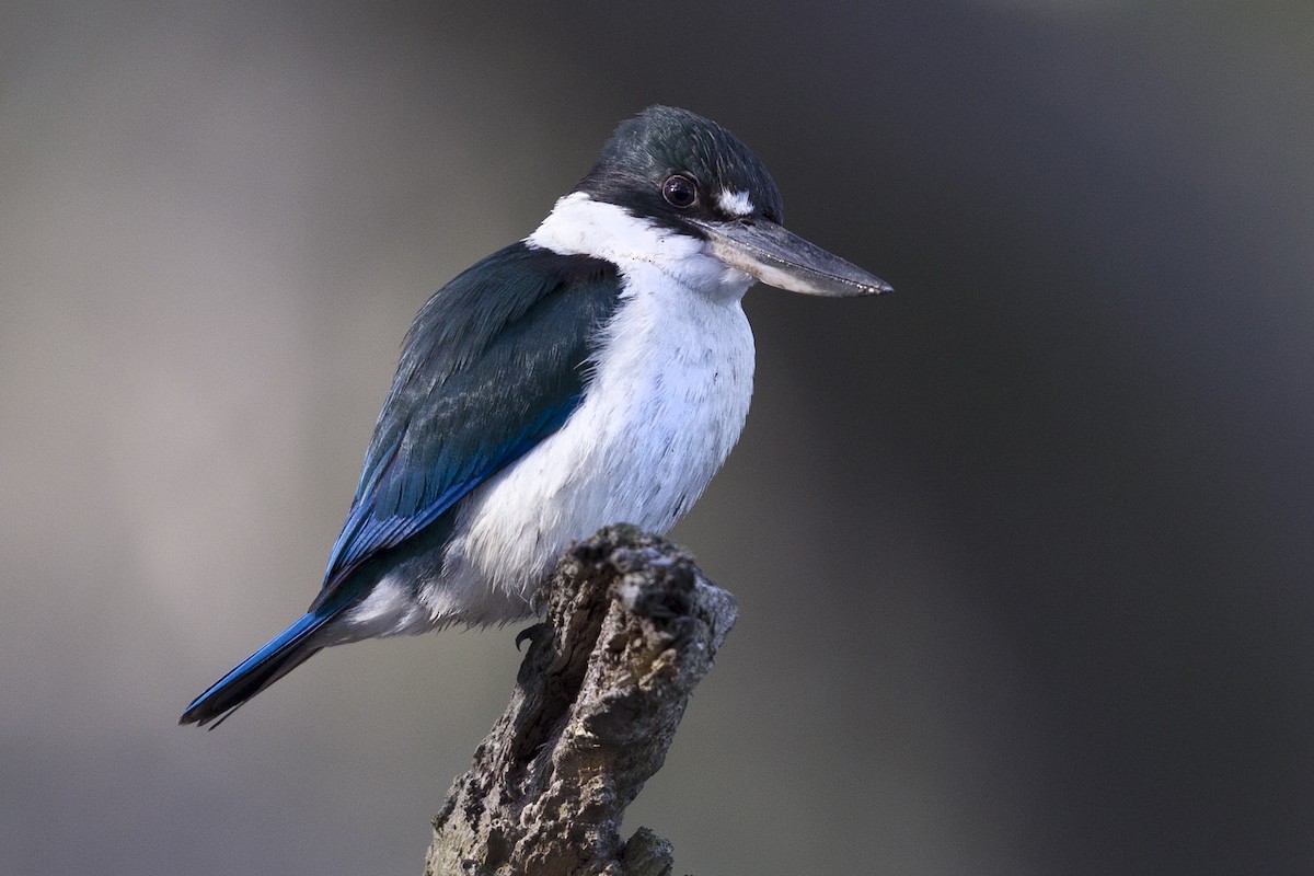 Torresian Kingfisher - ML121350001