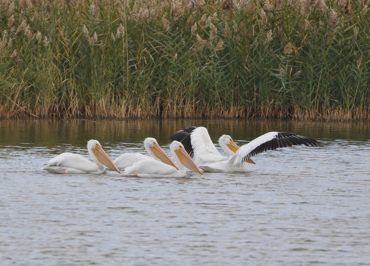 pelikán severoamerický - ML121351681