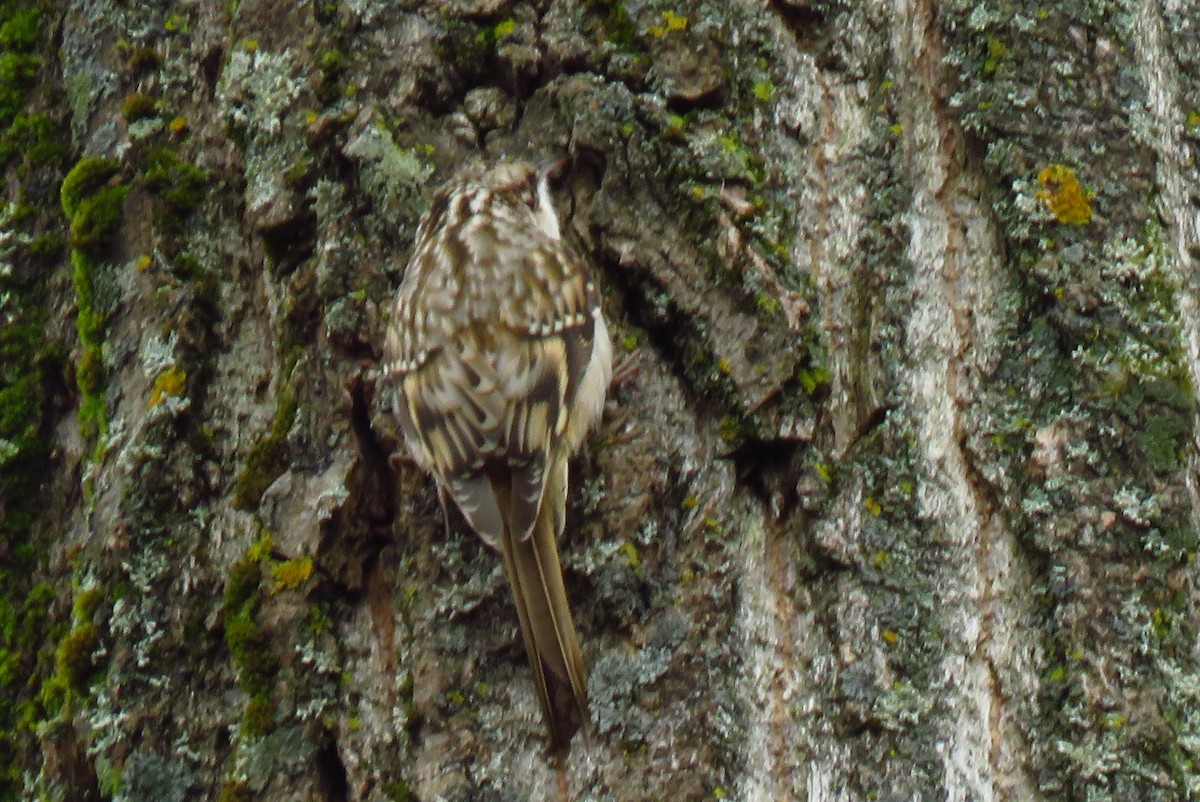 Brown Creeper - Renée Breton