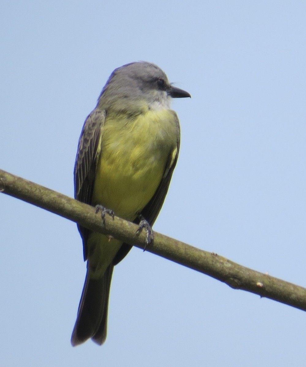 Tropical Kingbird - ML121352741