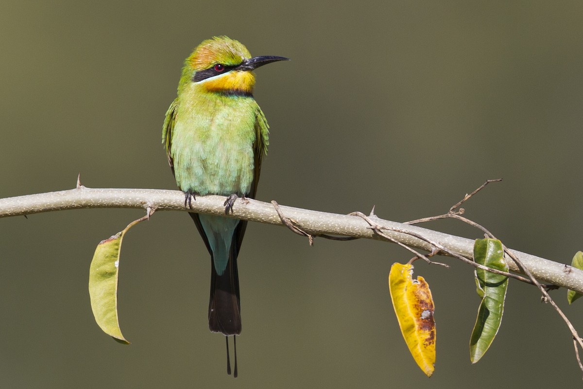 Rainbow Bee-eater - Mat Gilfedder