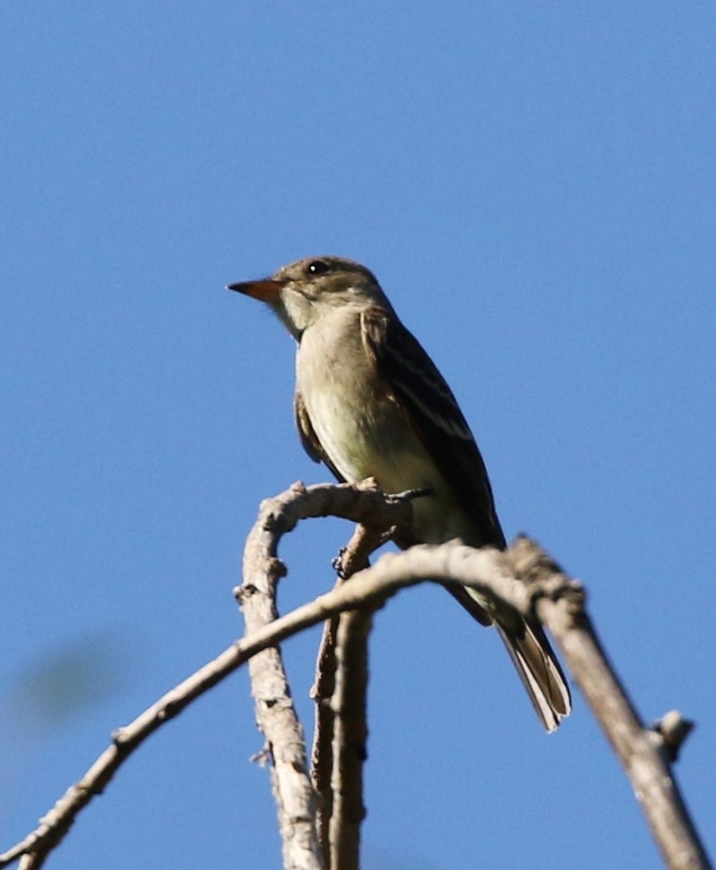 Western Wood-Pewee - ML121354981