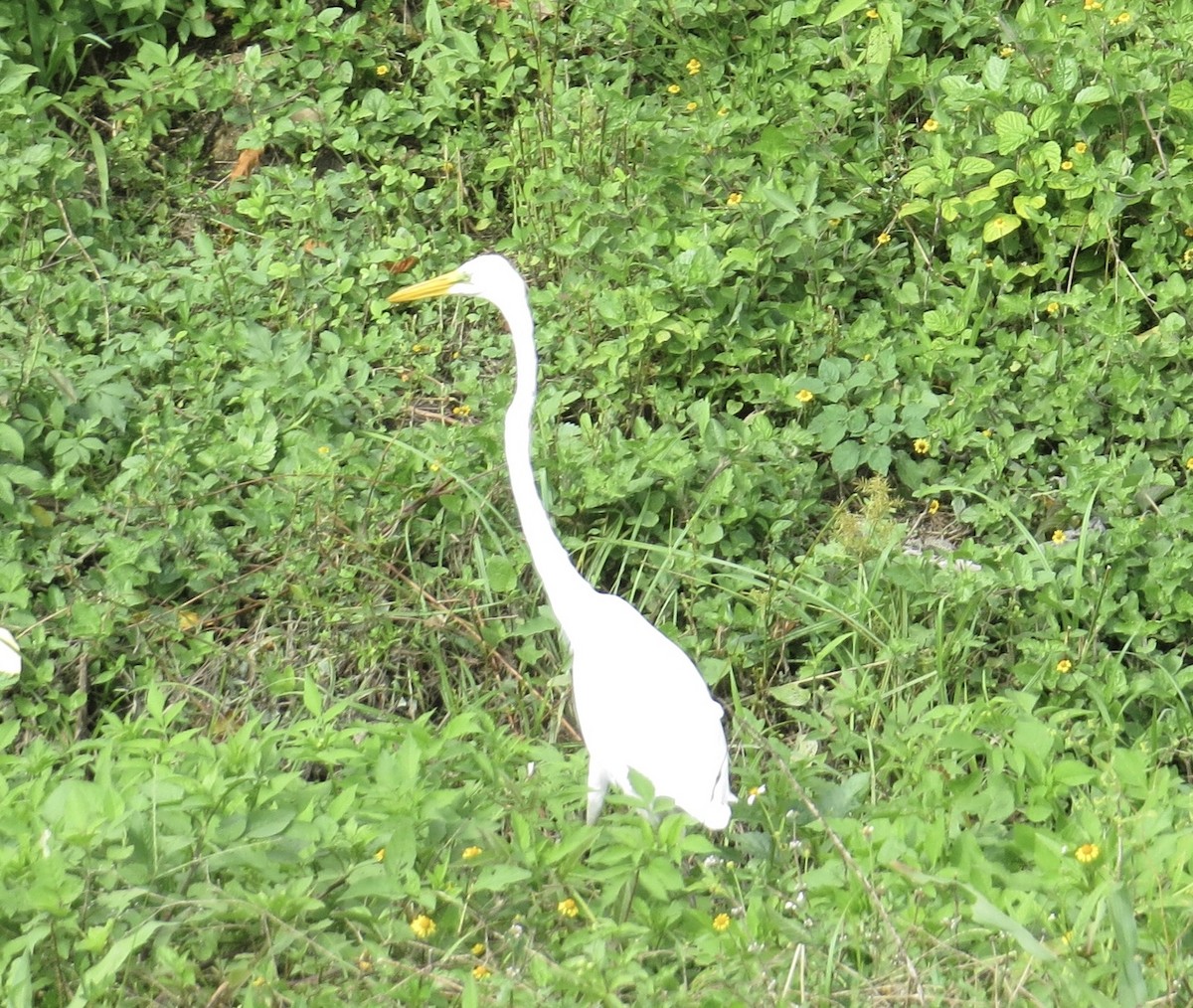 Great Egret - ML121355301