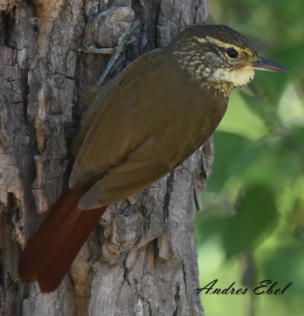 Buff-browed Foliage-gleaner - ML121355311