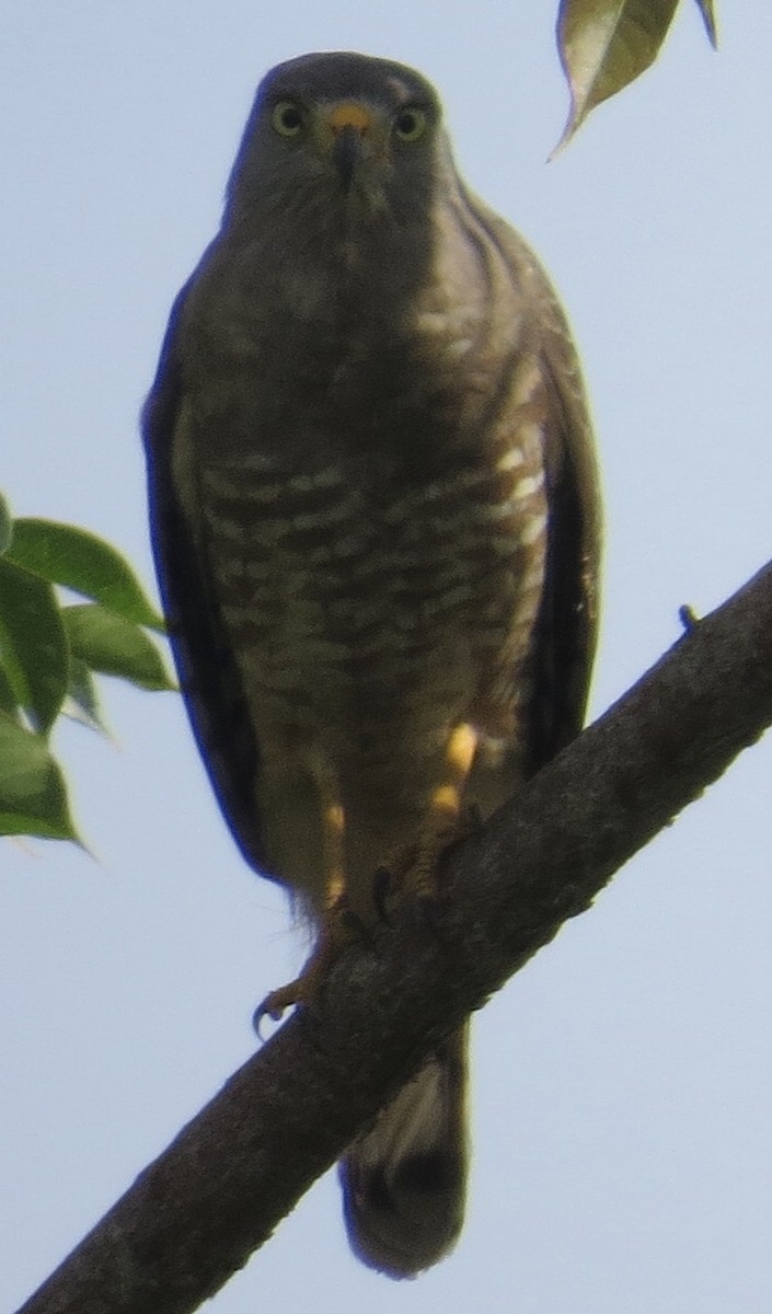 Roadside Hawk - ML121355401