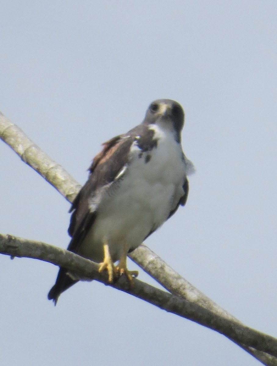 White-tailed Hawk - ML121355461