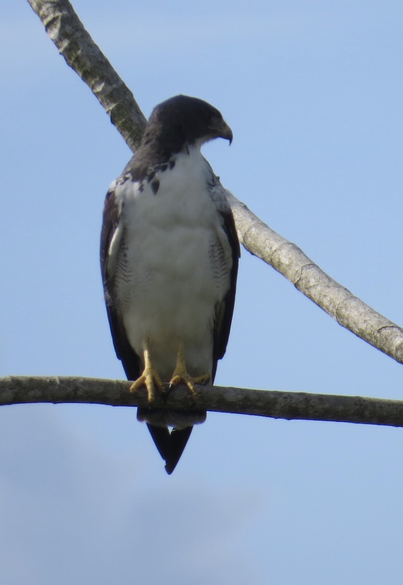 White-tailed Hawk - ML121355501