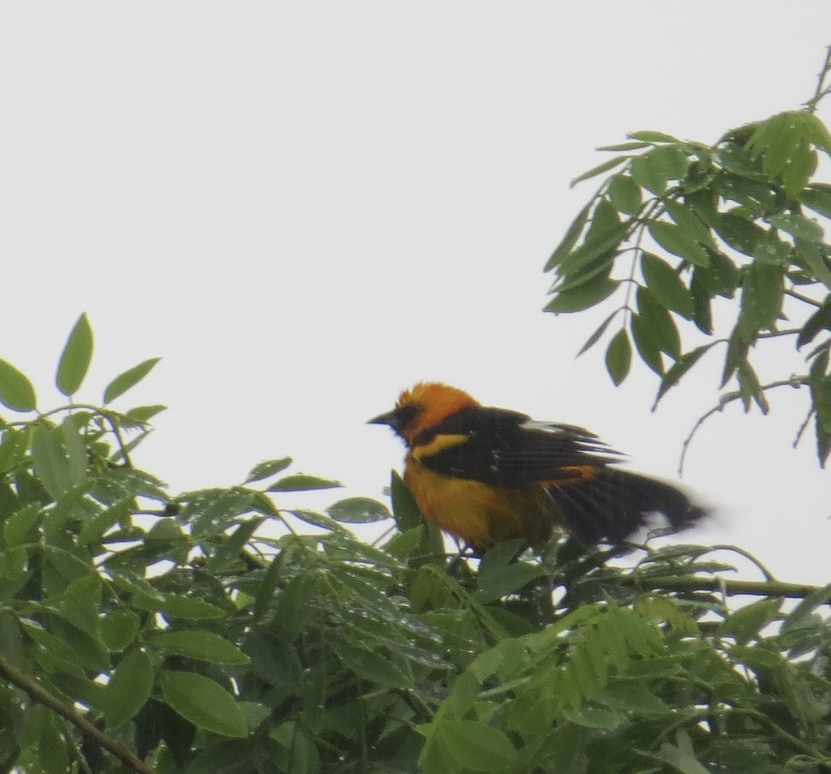 Oriole maculé - ML121356621