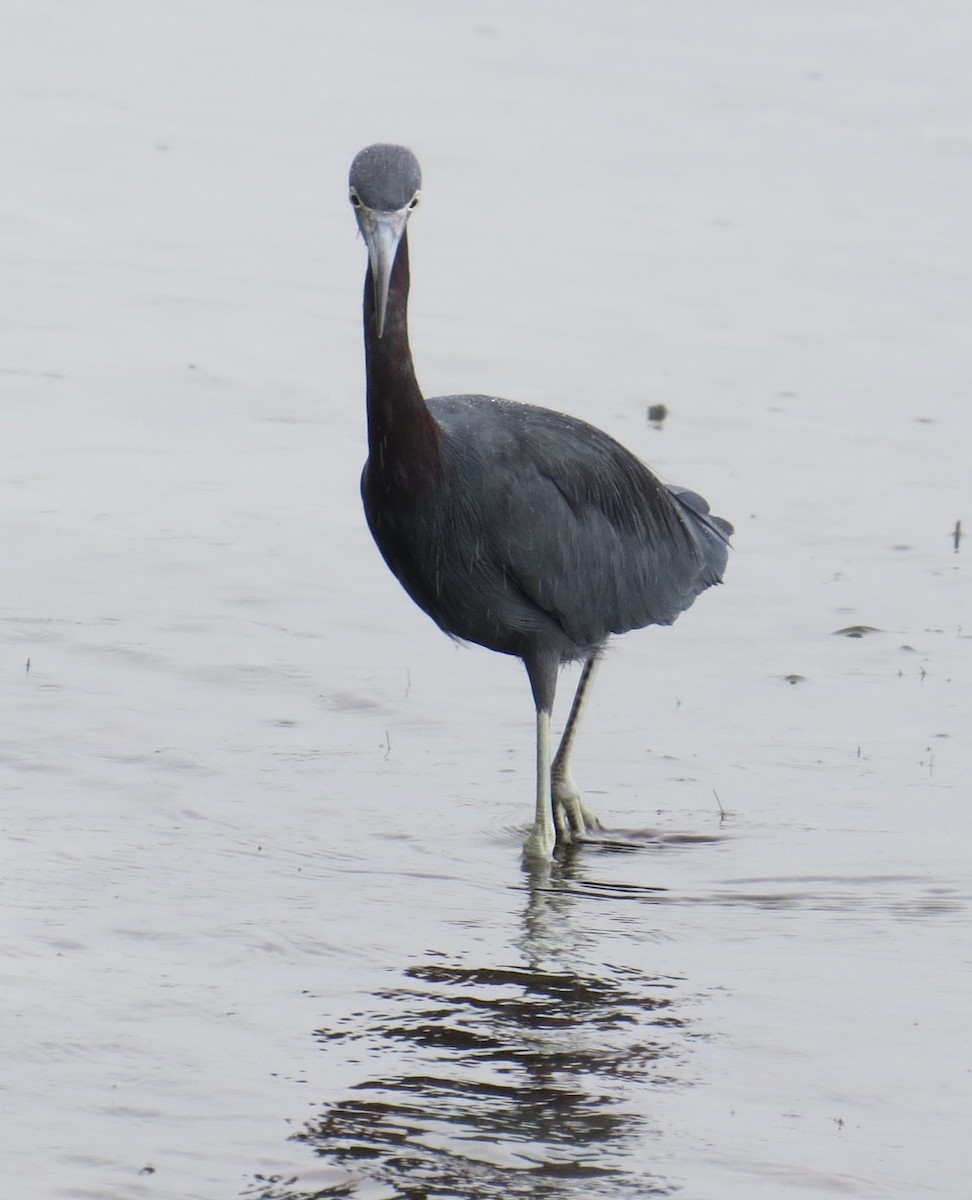 Little Blue Heron - ML121356851