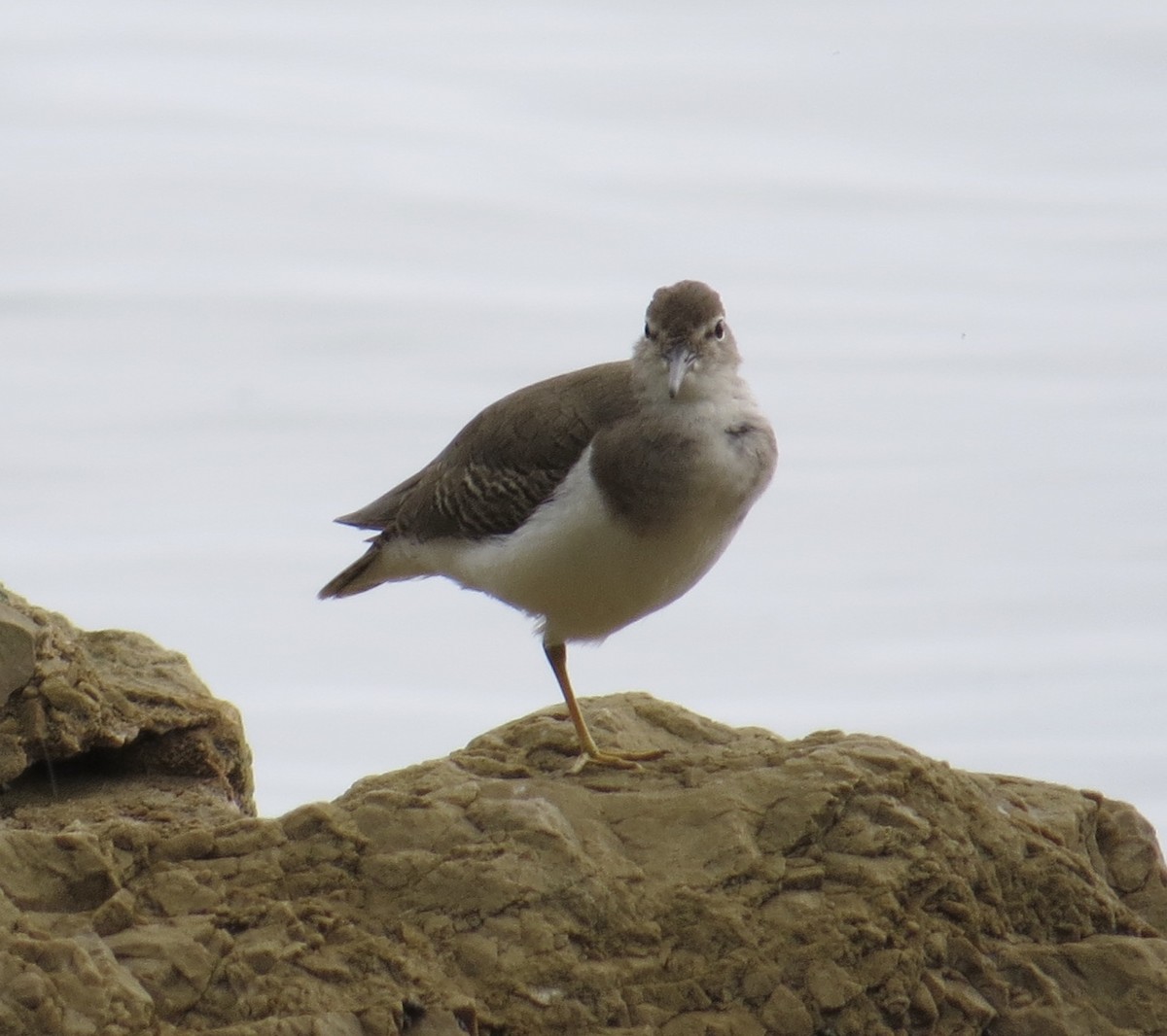 Spotted Sandpiper - ML121357021