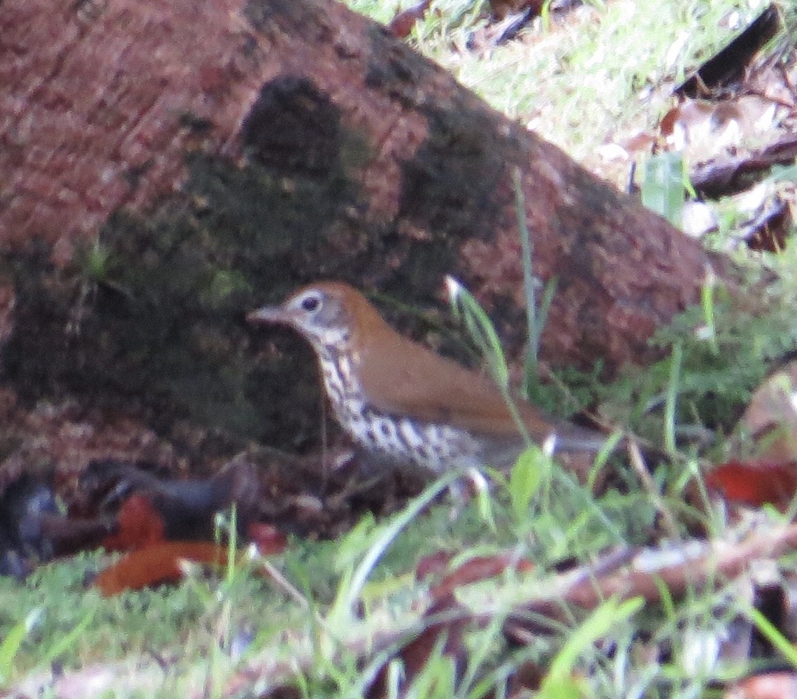 Wood Thrush - ML121357361