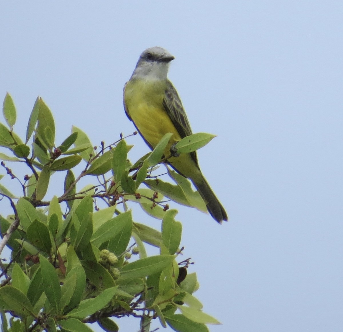 Tropical/Couch's Kingbird - ML121357531