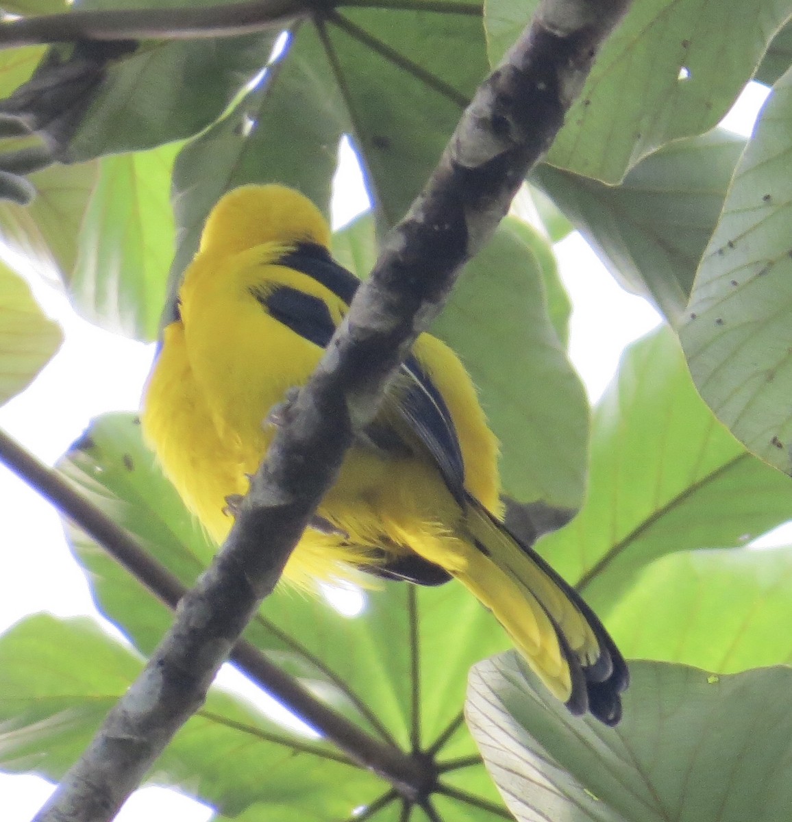 Oriole à queue jaune - ML121358881