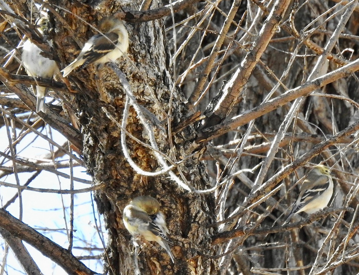 American Goldfinch - ML121360811