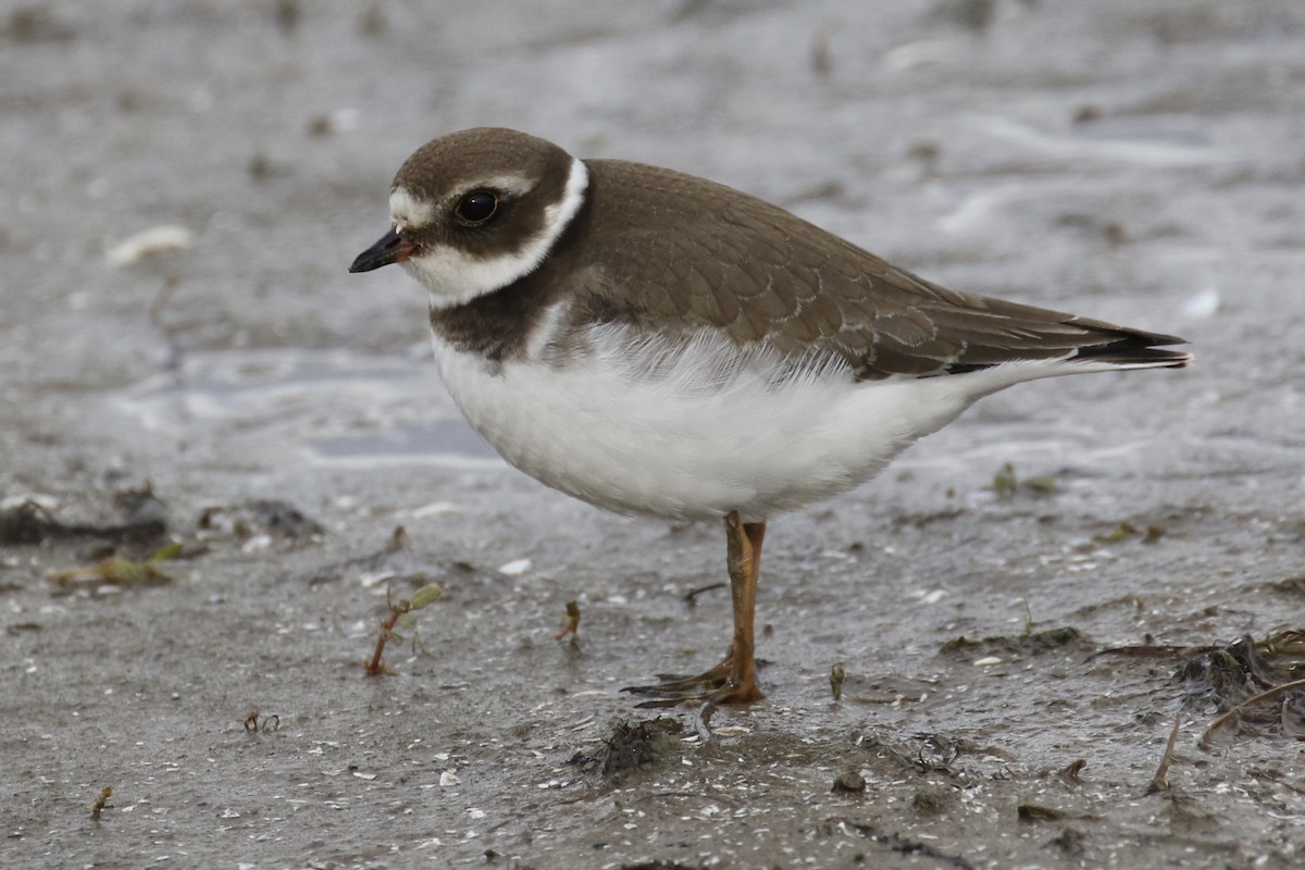 Semipalmated Plover - Glen Chapman