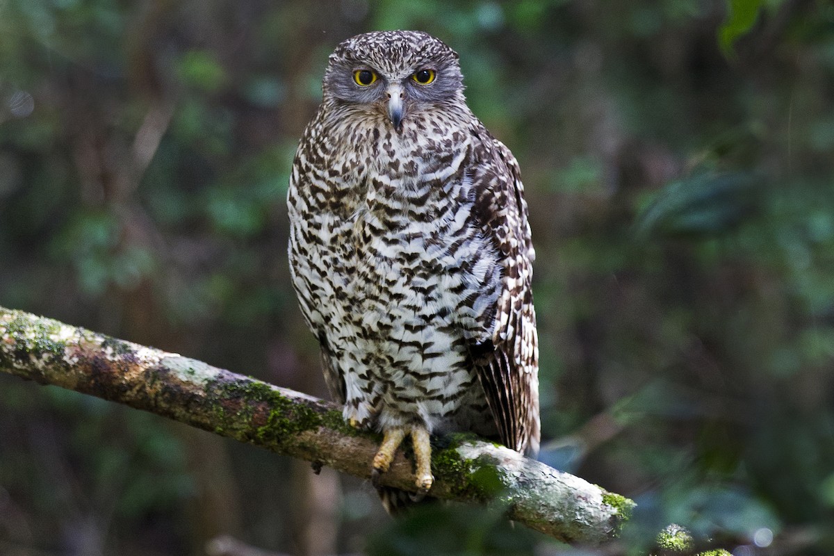 Powerful Owl - Mat Gilfedder