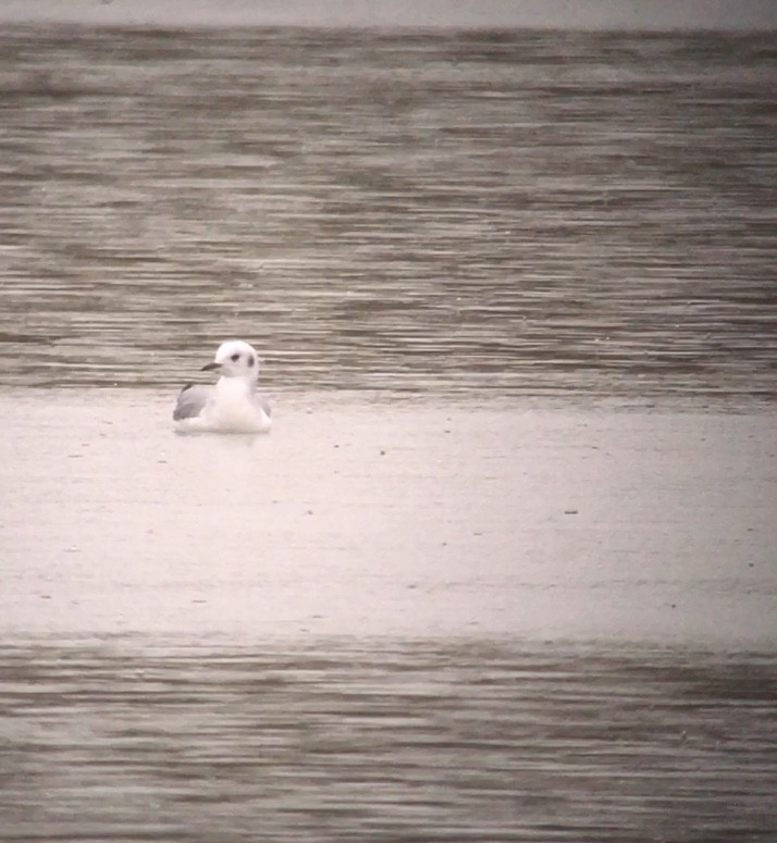 Bonaparte's Gull - Danny Akers