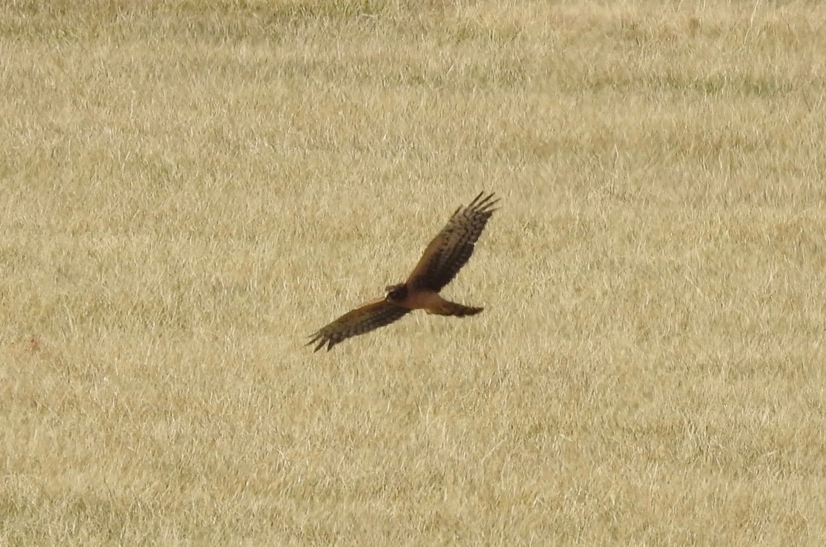 Northern Harrier - ML121365881