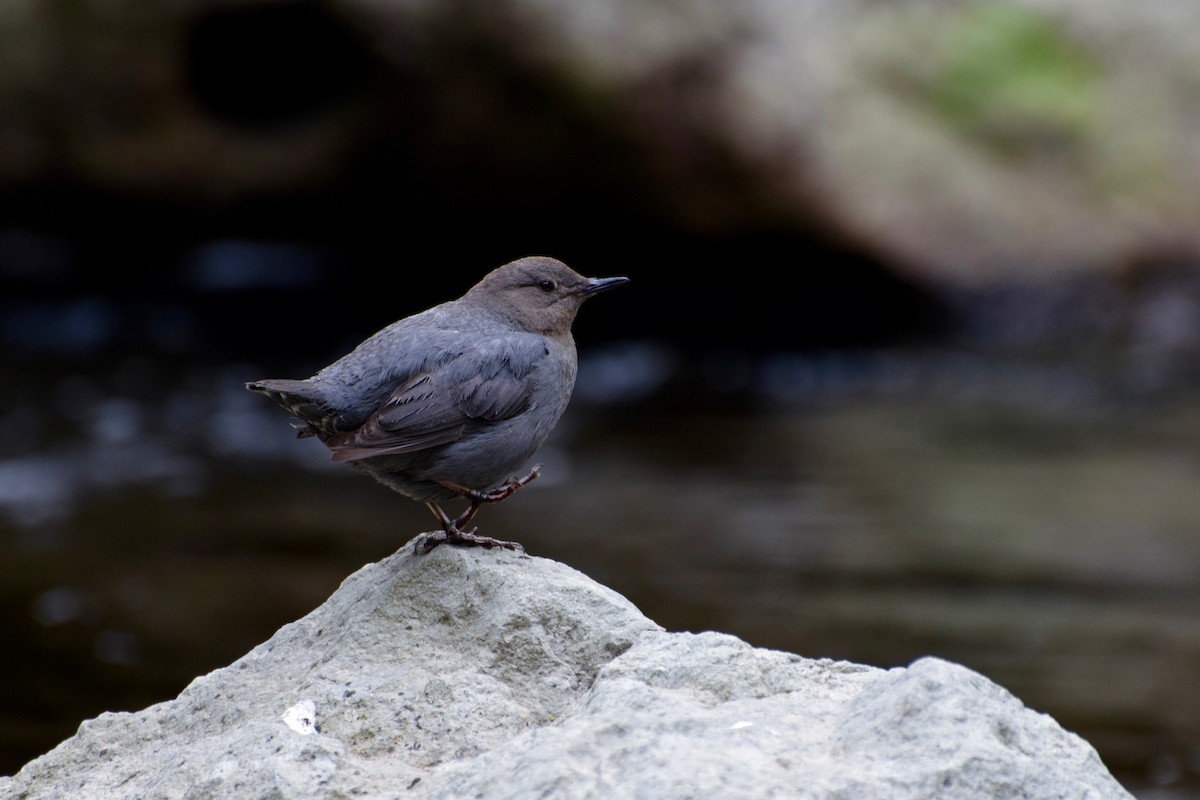 American Dipper - Kai  Mills