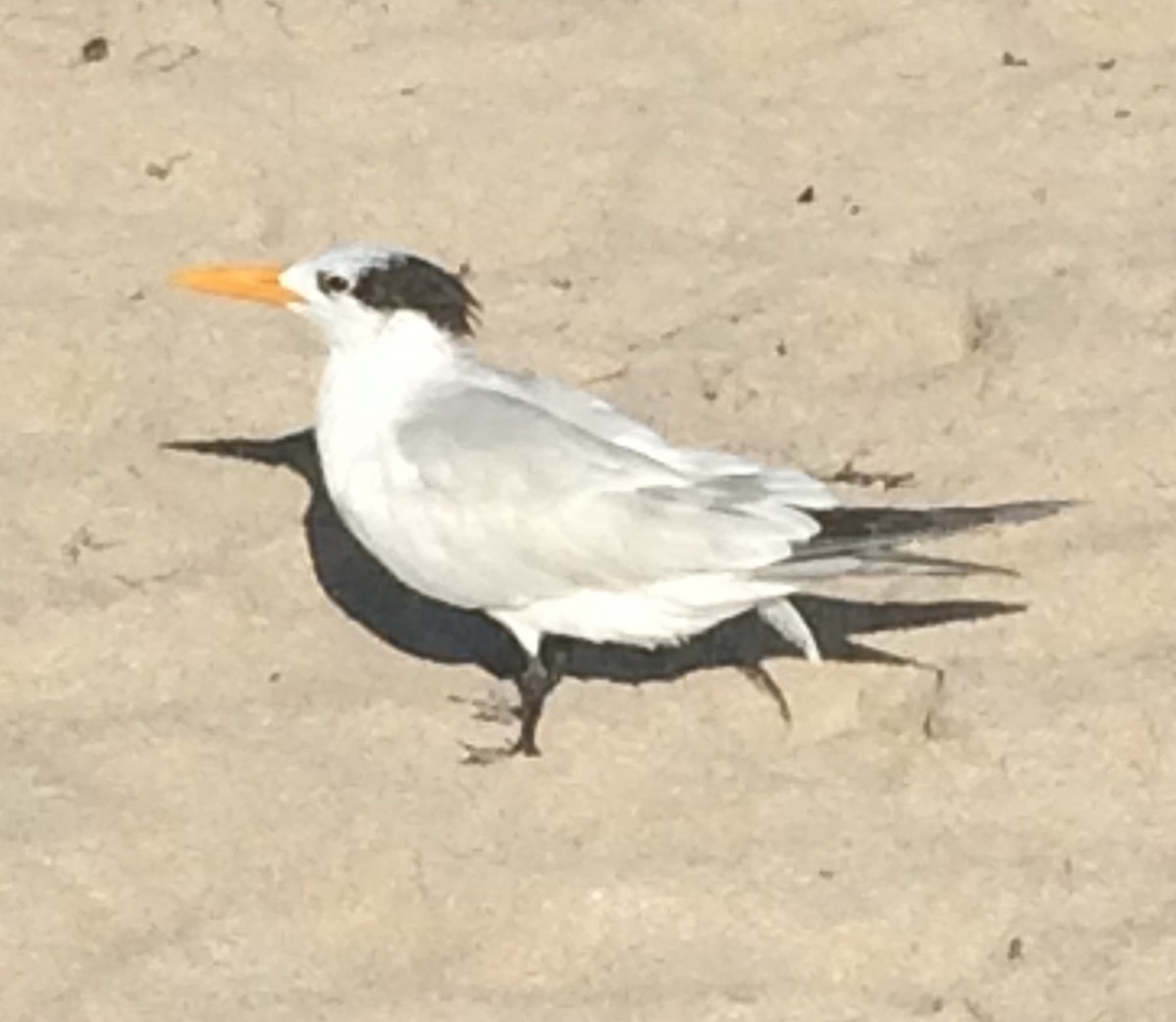 Royal Tern - ML121368211