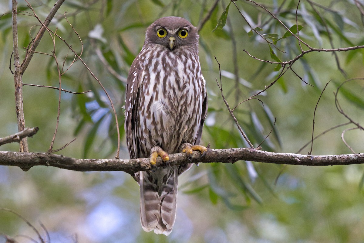 Barking Owl - Mat Gilfedder