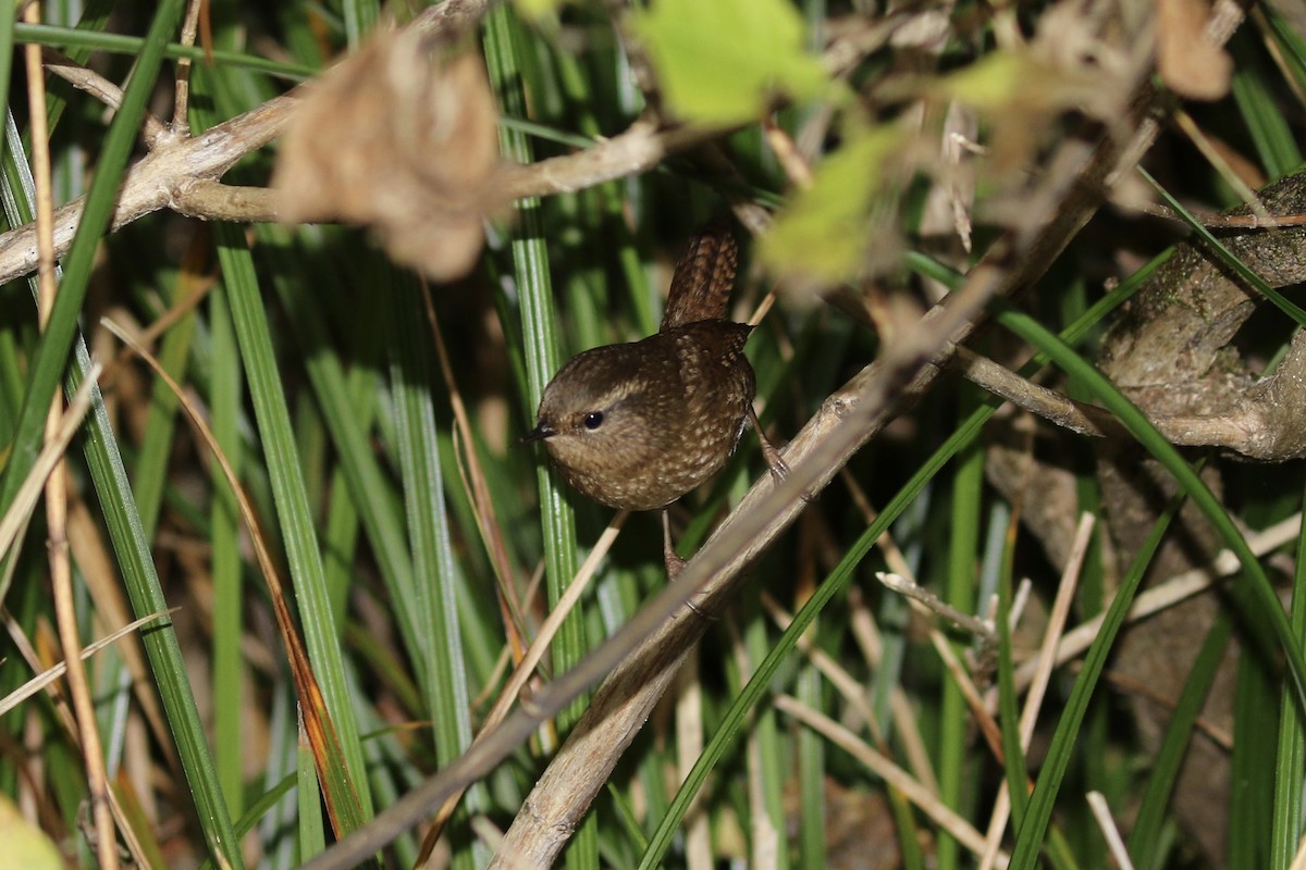 Pacific Wren - ML121369591