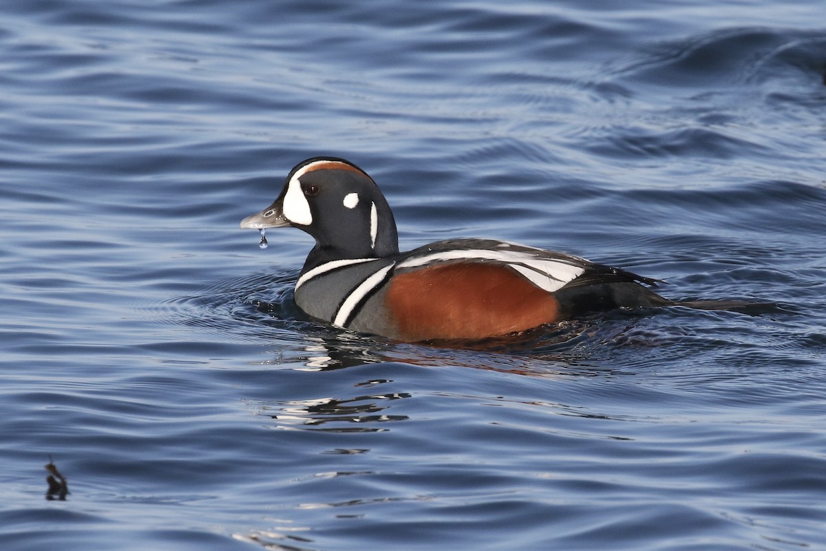 Pato Arlequín - ML121369931