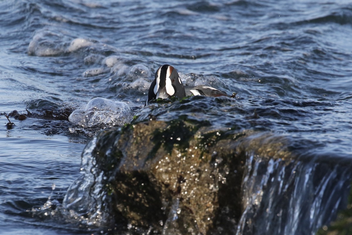 Harlequin Duck - ML121370121