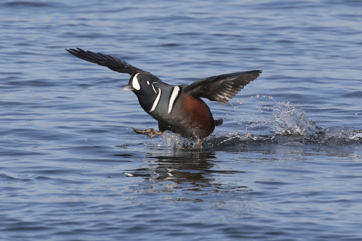 Harlequin Duck - ML121370151