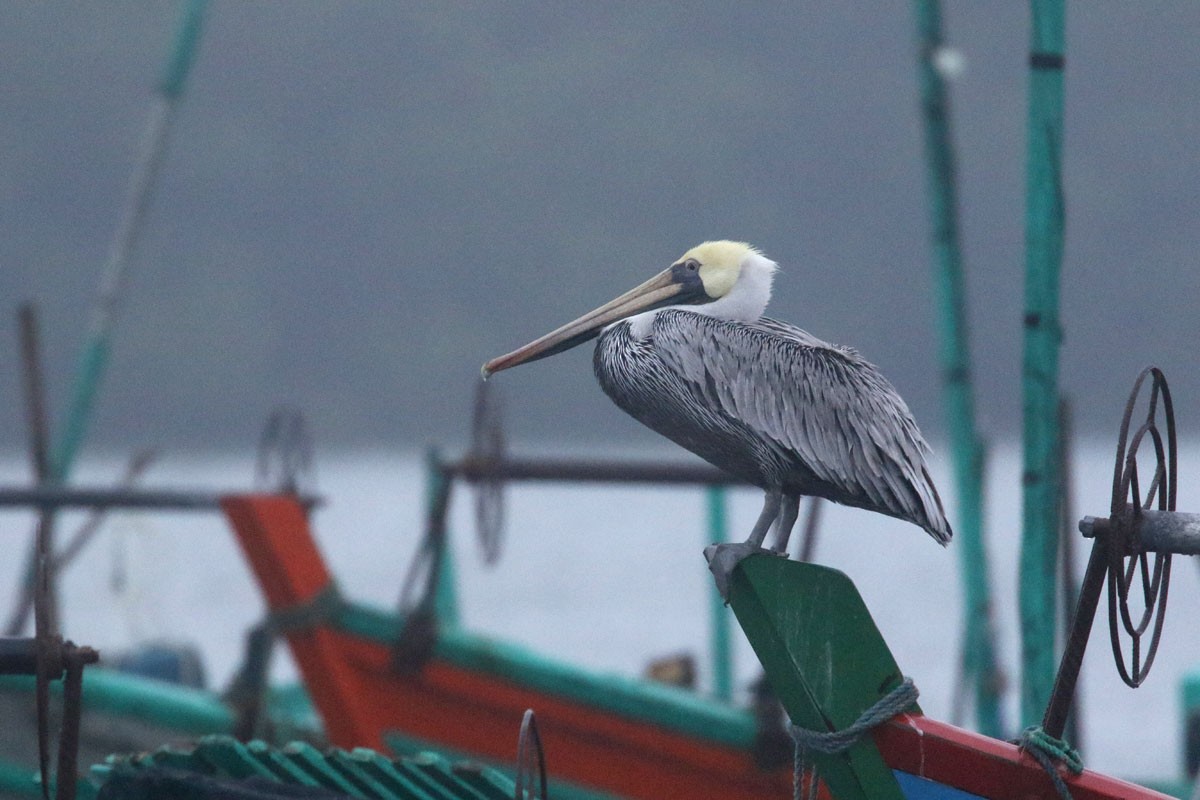 Brown Pelican - ML121371841