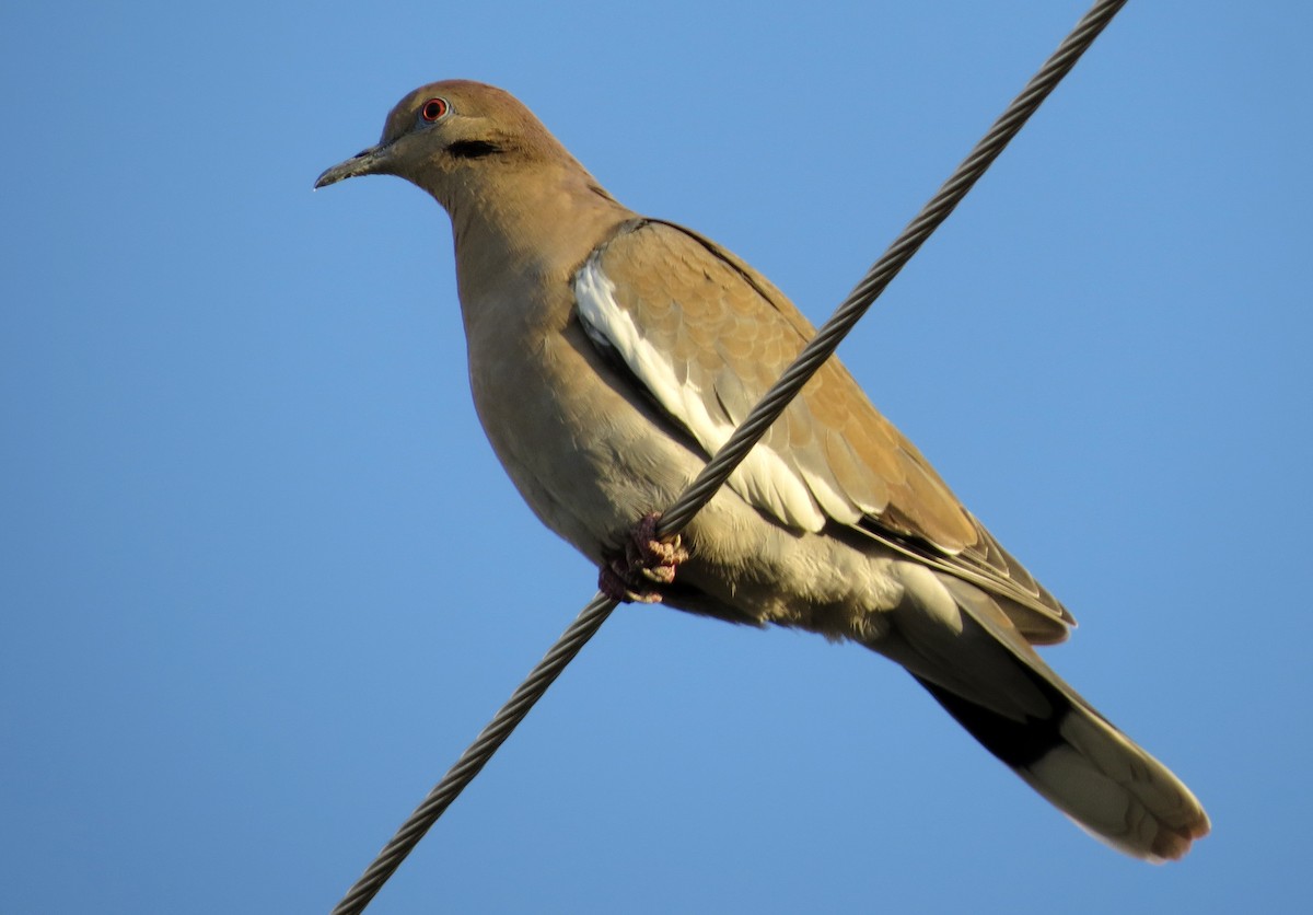 White-winged Dove - Diane Drobka