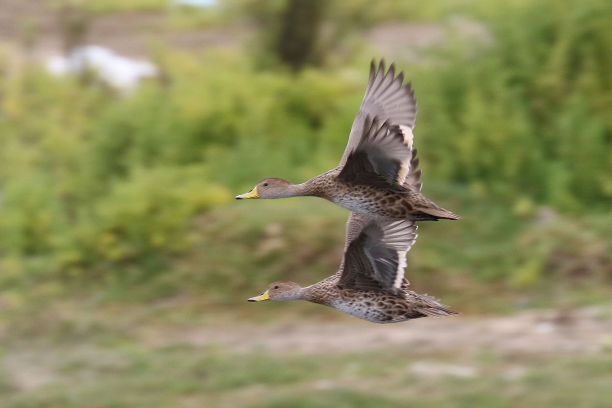 Yellow-billed Pintail - ML121372231