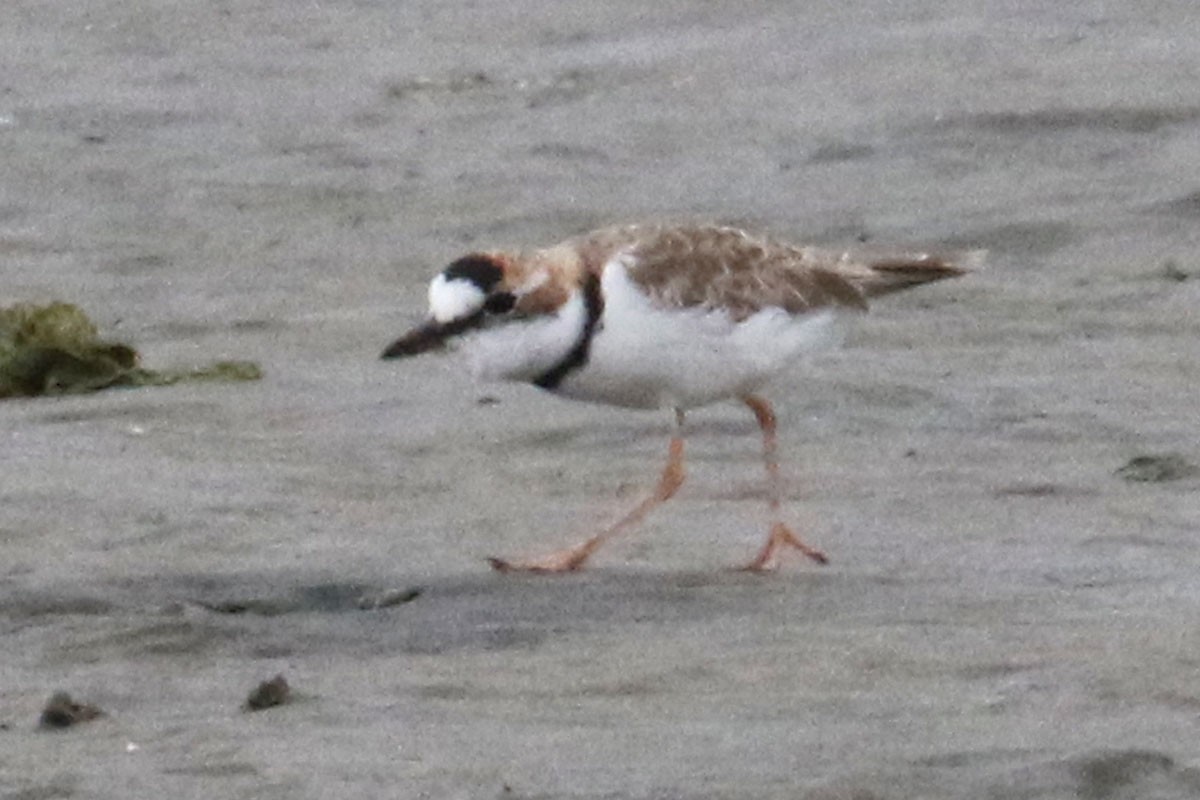 Collared Plover - ML121372611
